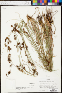 Rhynchospora capitellata image