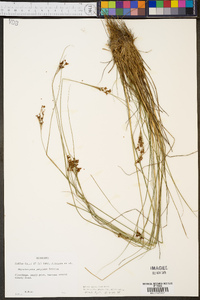 Rhynchospora perplexa image