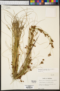 Rhynchospora perplexa image