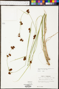 Rhynchospora glomerata image