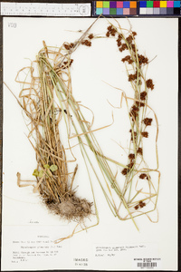 Rhynchospora glomerata image