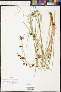 Rhynchospora glomerata image