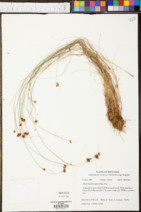 Rhynchospora gracilenta image