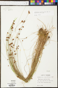 Rhynchospora gracilenta image