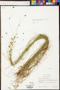 Rhynchospora gracilenta image