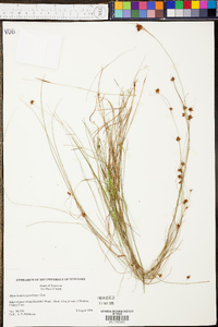 Rhynchospora gracilenta image