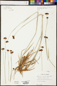 Rhynchospora baldwinii image