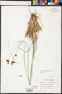 Rhynchospora baldwinii image