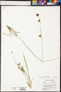 Rhynchospora recognita image