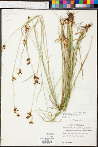 Rhynchospora recognita image