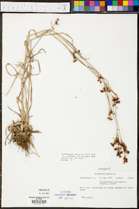 Rhynchospora recognita image