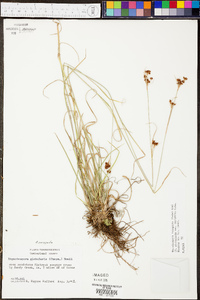 Rhynchospora recognita image