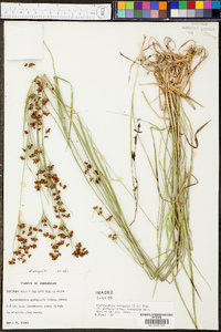 Rhynchospora recognita image