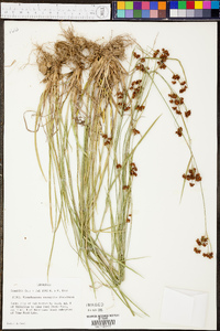 Rhynchospora recognita image