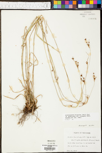 Rhynchospora recognita image