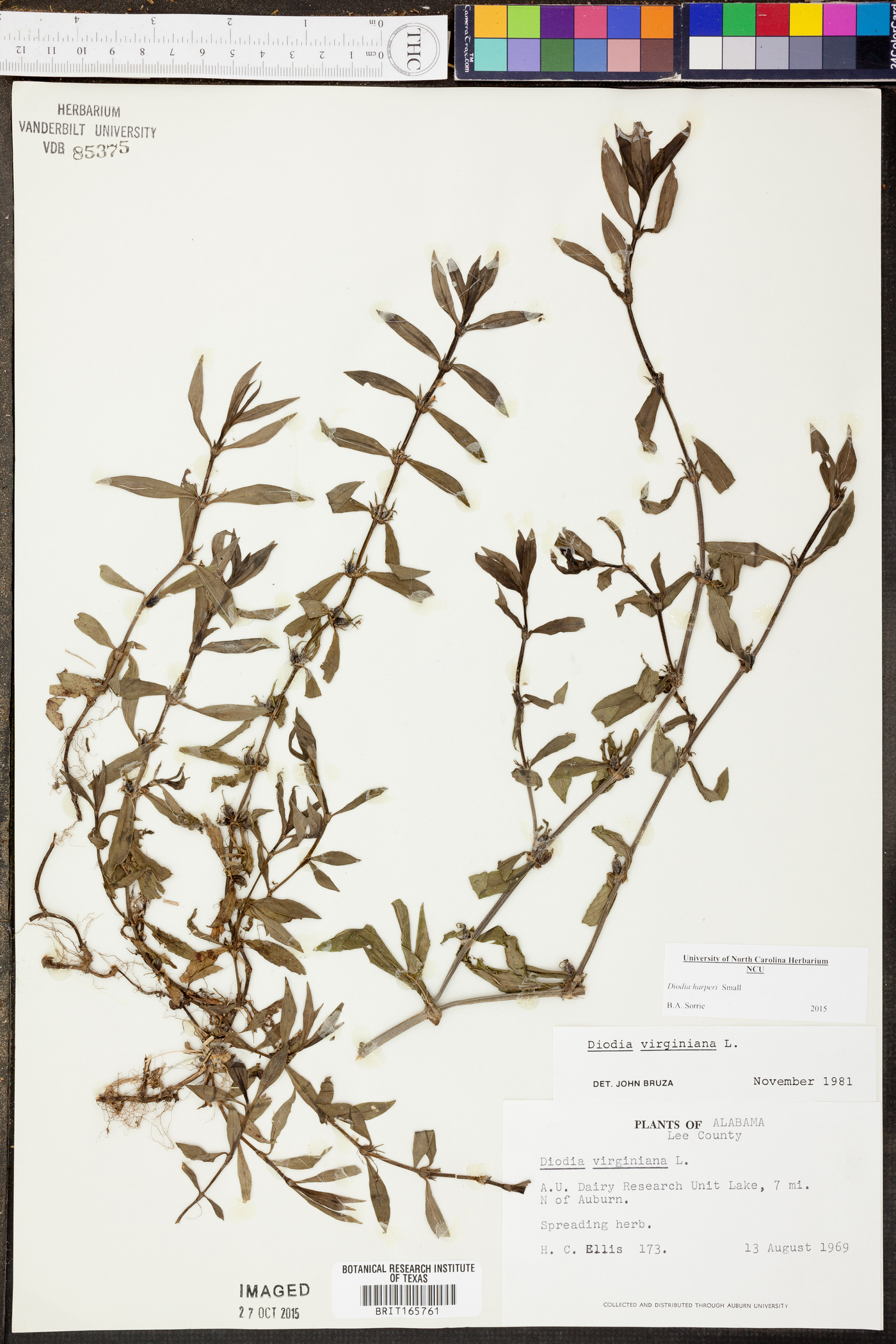 Diodia harperi image