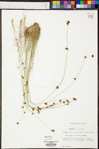 Rhynchospora filifolia image