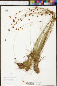 Rhynchospora filifolia image