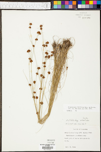 Rhynchospora filifolia image