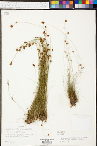 Rhynchospora filifolia image