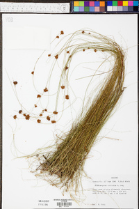 Rhynchospora filifolia image