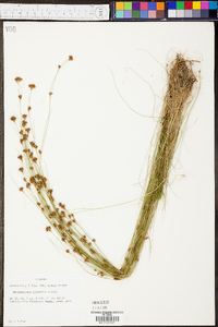 Rhynchospora filifolia image