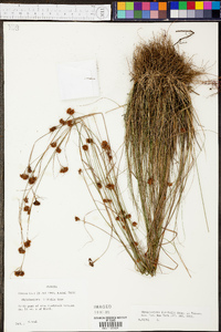 Rhynchospora filifolia image