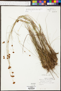 Rhynchospora filifolia image