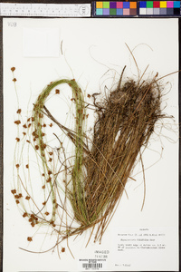 Rhynchospora filifolia image