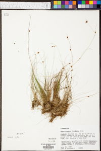 Rhynchospora filifolia image