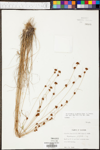 Rhynchospora filifolia image