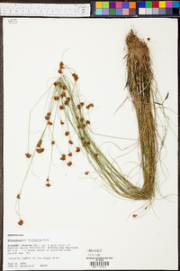 Rhynchospora filifolia image