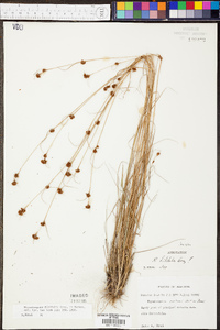 Rhynchospora filifolia image