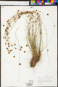 Rhynchospora filifolia image