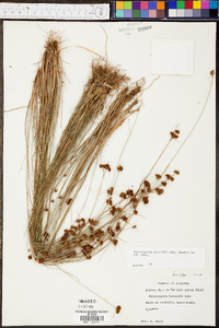 Rhynchospora fernaldii image