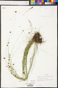 Rhynchospora debilis image