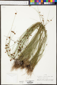 Rhynchospora debilis image