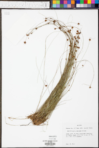 Rhynchospora debilis image