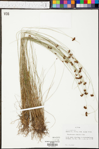 Rhynchospora debilis image