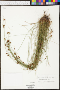 Rhynchospora debilis image