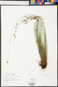 Rhynchospora debilis image