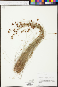 Rhynchospora debilis image