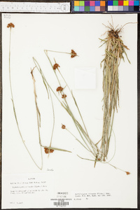 Rhynchospora ciliaris image