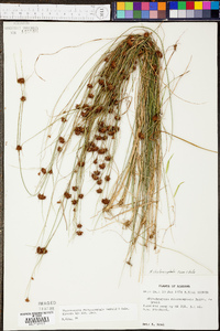 Rhynchospora chalarocephala image