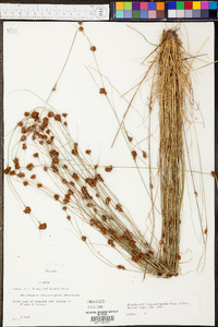 Rhynchospora chalarocephala image