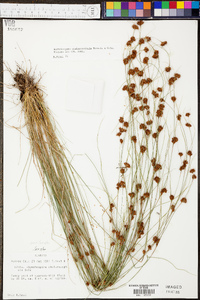 Rhynchospora chalarocephala image