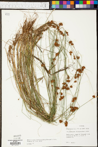 Rhynchospora chalarocephala image