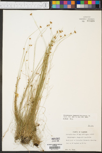 Rhynchospora chapmanii image