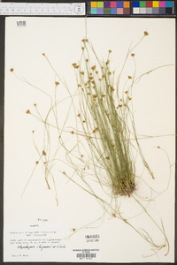 Rhynchospora chapmanii image