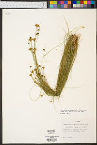 Rhynchospora chapmanii image